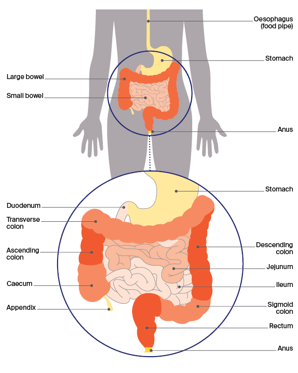 Diagram showing the anatomy of the bowel.