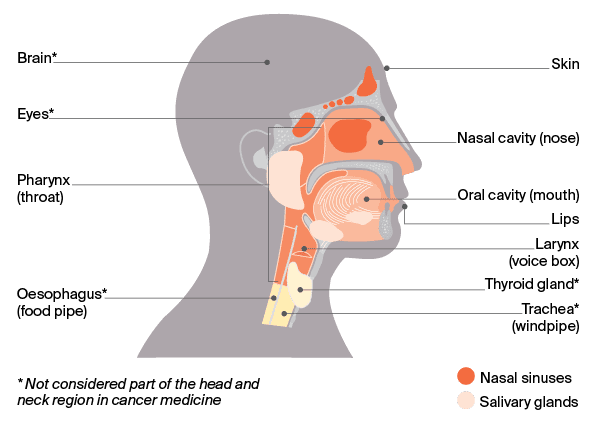 Diagram: Anatomy of the head and neck
