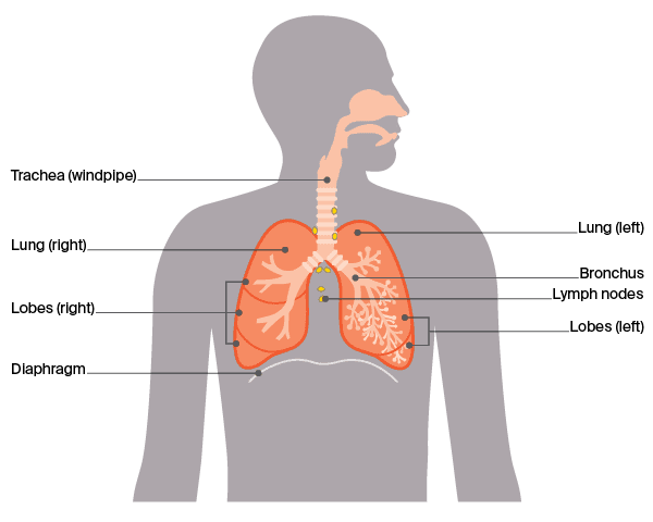 Diagram: The respiratory system