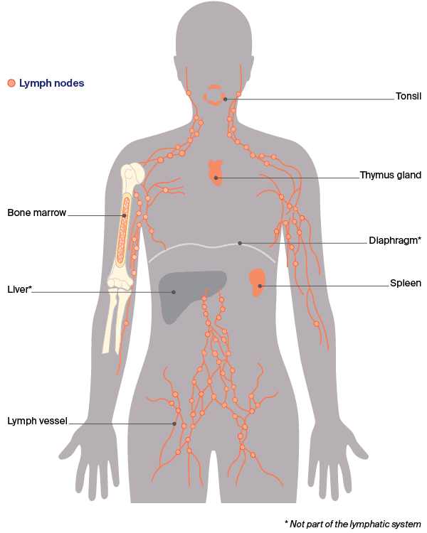 Diagram: Parts of the lymphatic system