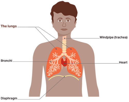 Diagram: Anatomy of the lungs