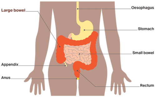 Diagram: Anatomy of the bowels
