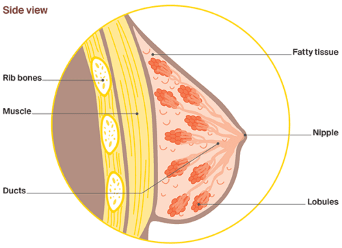 Diagram: Anatomy of the breast