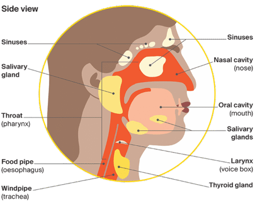Diagram: Head and neck area