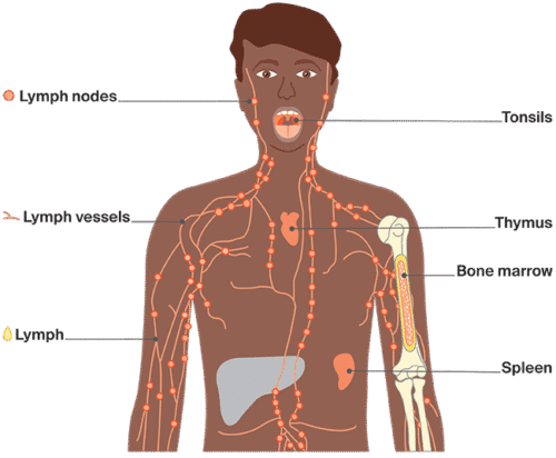 Diagram: Lymphatic system
