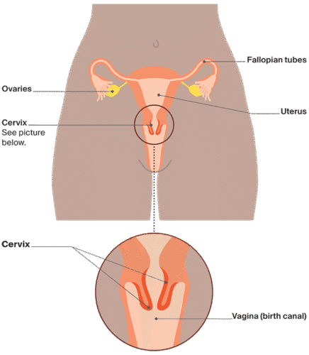 Diagram: Women's reproductive system